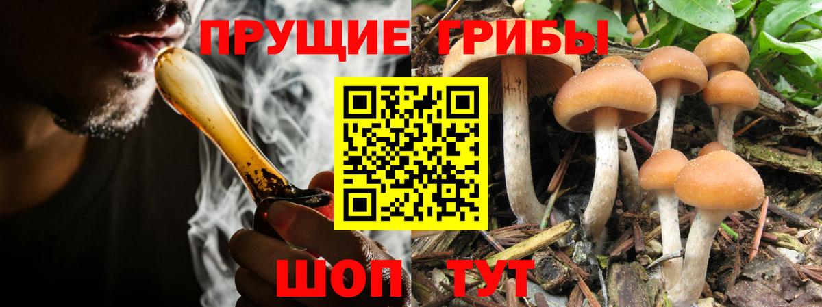 Галлюциногенные грибы прущие грибы Черняховск